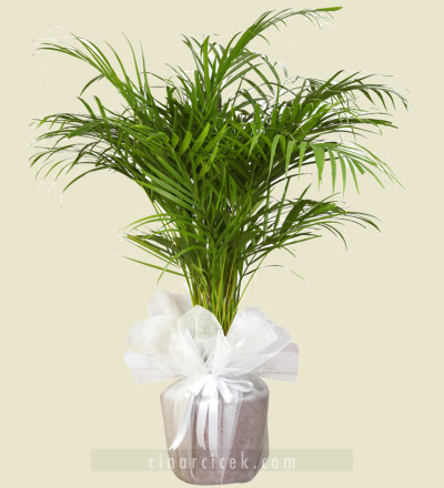 Areka Bitki Çiçeği