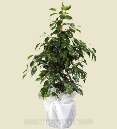 Benjamin Bitki Çiçeği