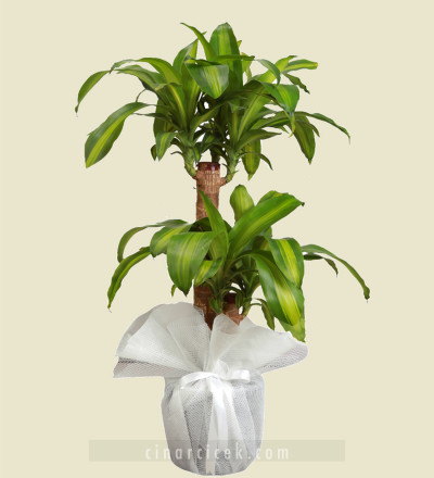 2'li Massengena Bitki Çiçeği