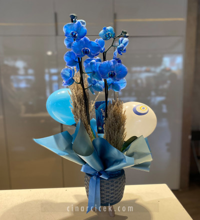 Çift Dal Mavi Orkide