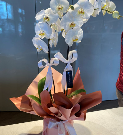 Çift Dallı Beyaz Orkide