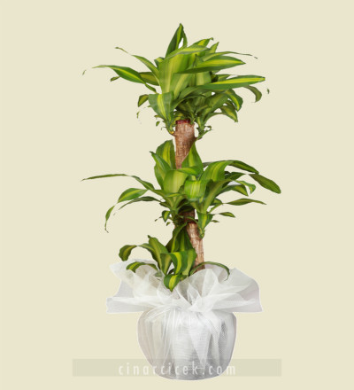 3'lü Massengena Bitki Çiçeği