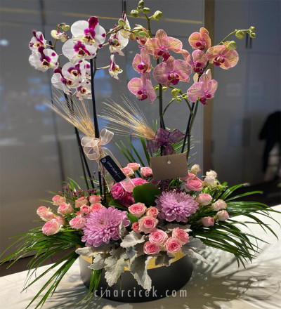 Renkli Orkide Aranjmanı