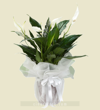 Spatifilyum (Barış Çiçeği)