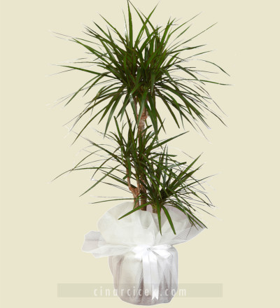 3'lü Marginata Bitki Çiçeği