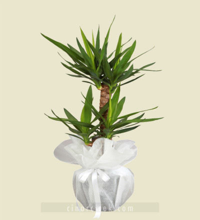 2'li Yucca Bitki Çiçeği