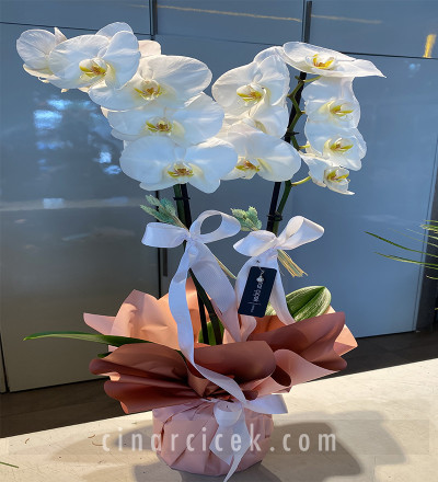 Çift Dallı Beyaz Orkide