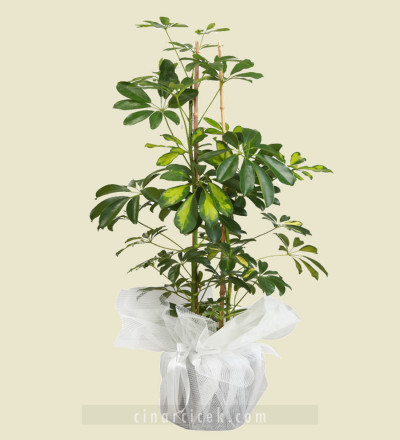 Şeflora Bitki Çiçeği