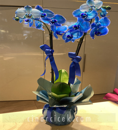 Çift Dallı Mavi Orkide